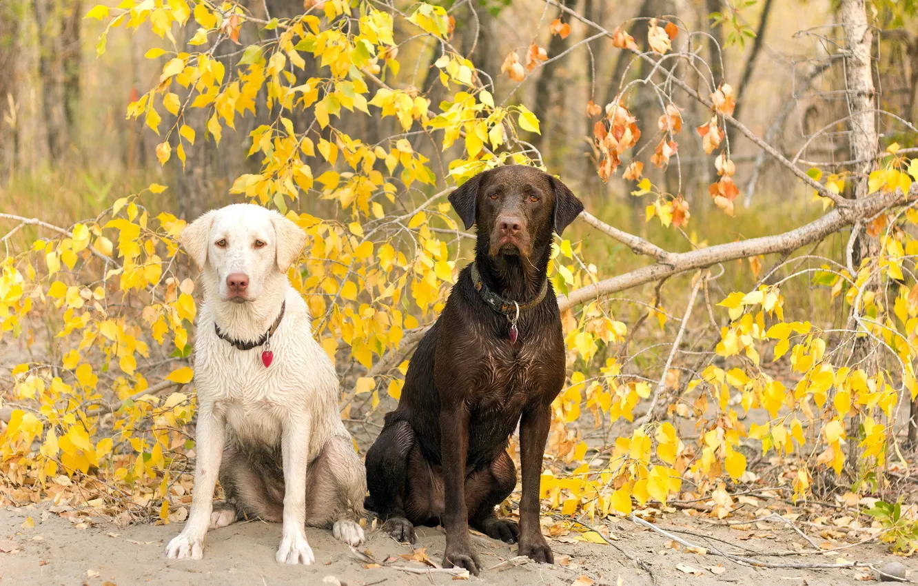 Photo wallpaper summer, nature, dog