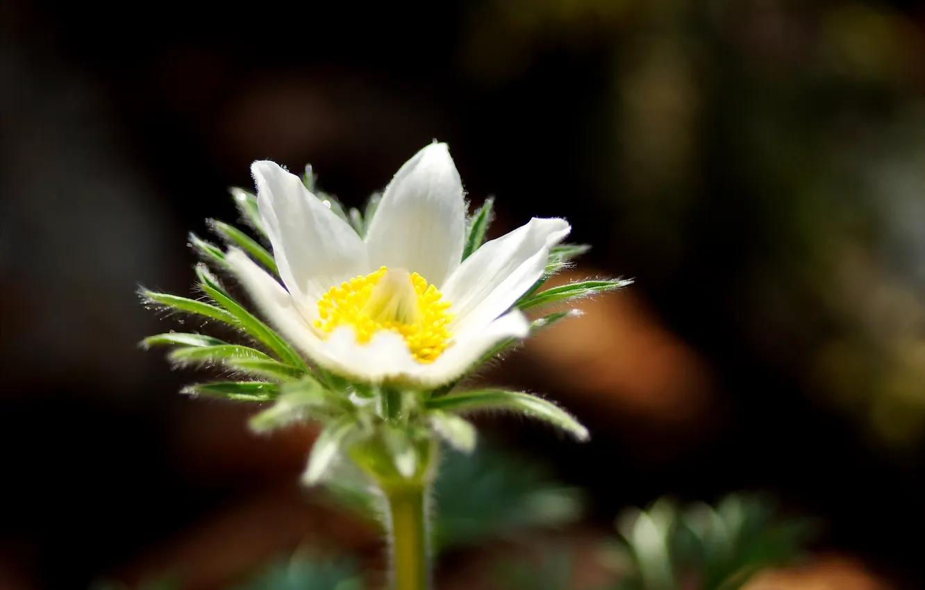Photo wallpaper white, flowers, spring, snowdrops, Sunny, sleep-grass