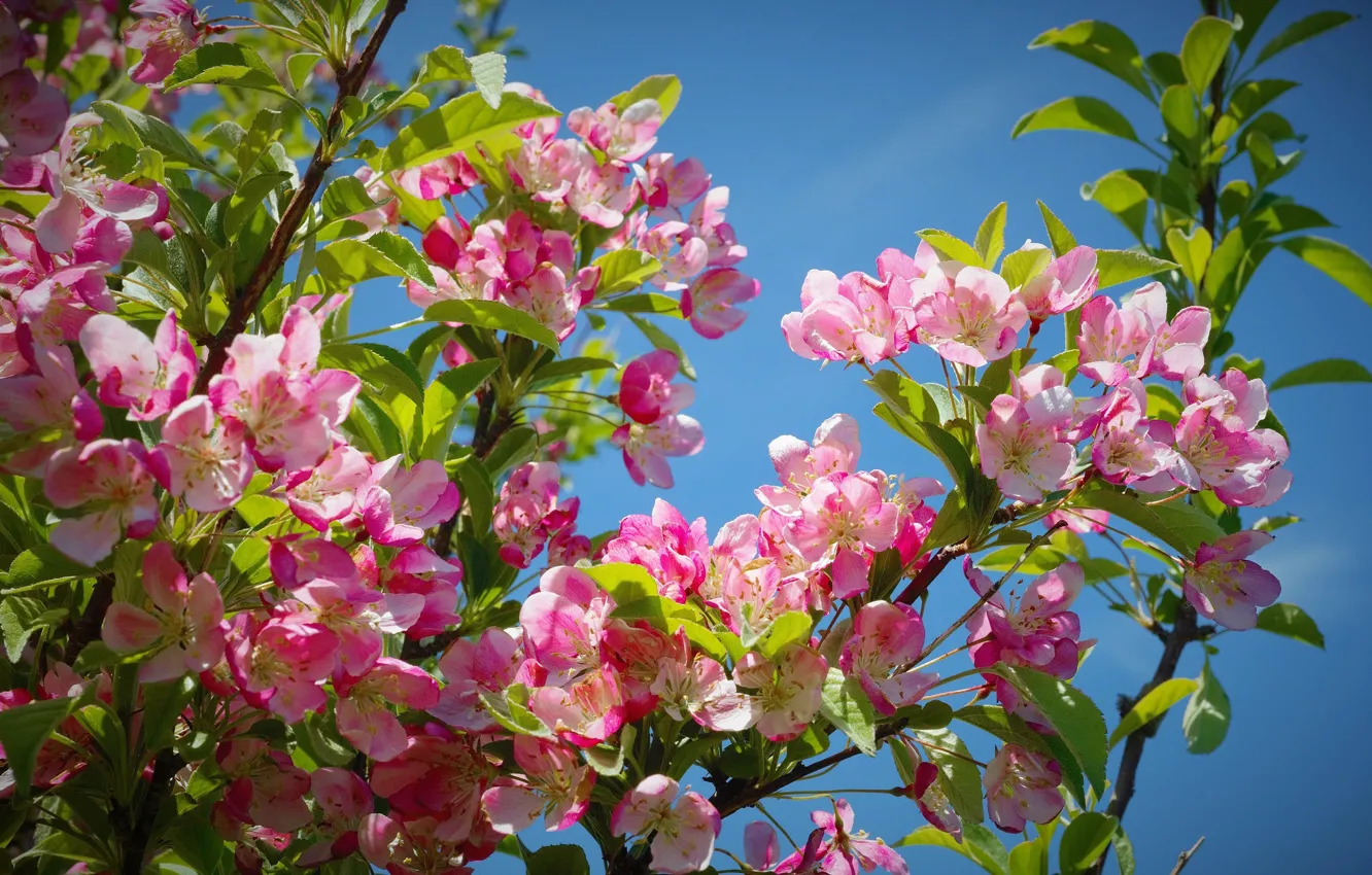 Photo wallpaper flowers, branches, nature, tree, spring, flowering tree