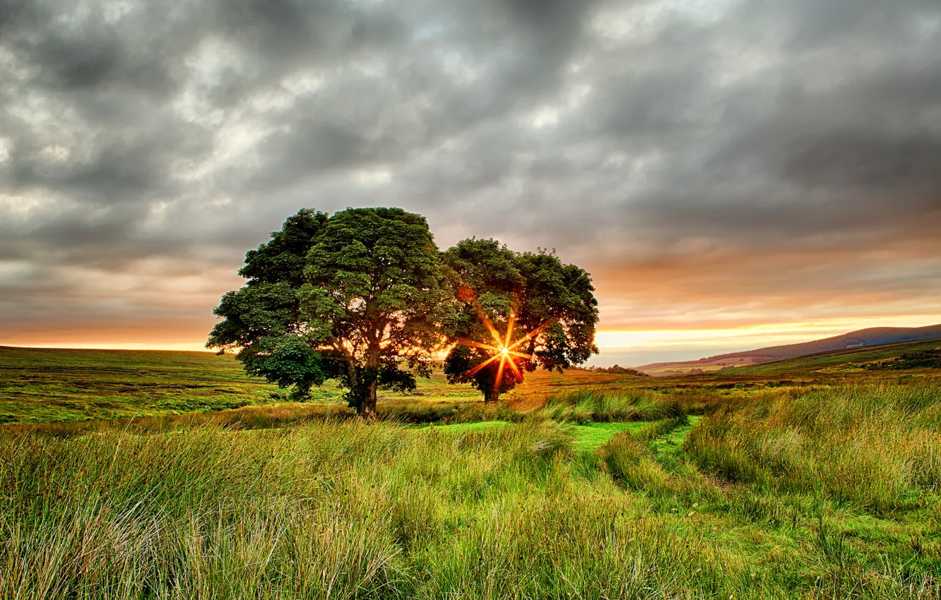 Photo wallpaper field, summer, the sun, rays, trees, sunset, Ireland, two