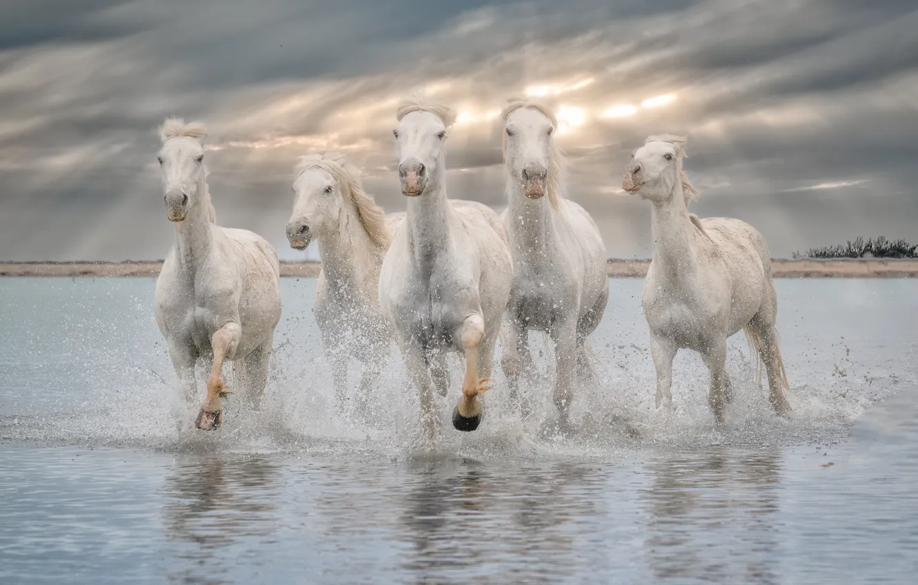 Photo wallpaper the sky, face, the sun, clouds, rays, light, squirt, horse