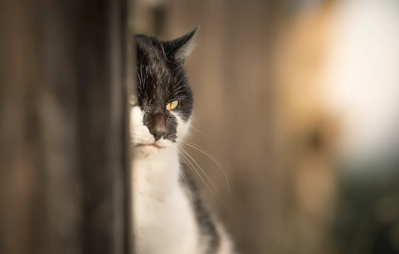 Photo wallpaper cat, background, home