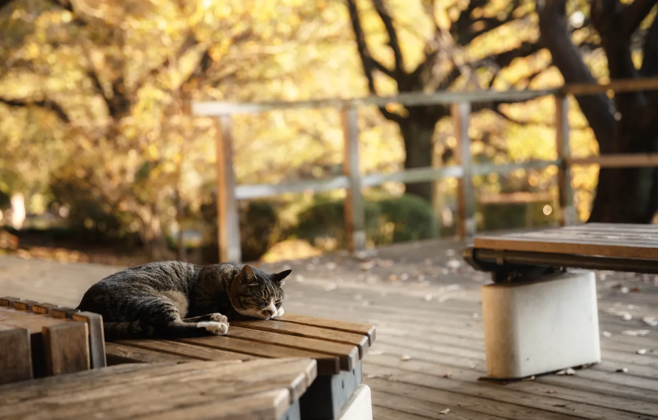 Photo wallpaper cat, cat, bench, sleeping, lies, bench