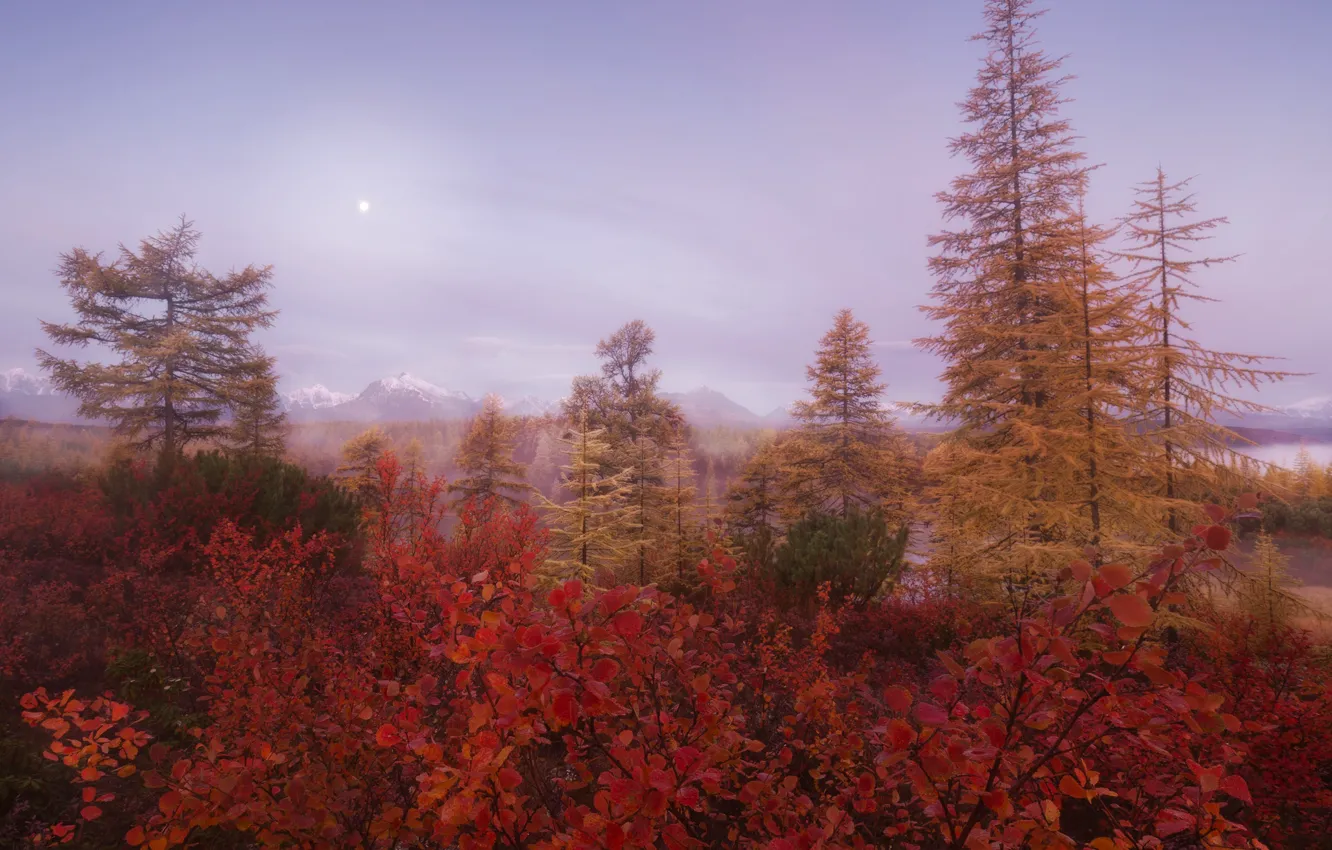 Photo wallpaper autumn, forest, the sky, trees, mountains, branches, fog, thickets