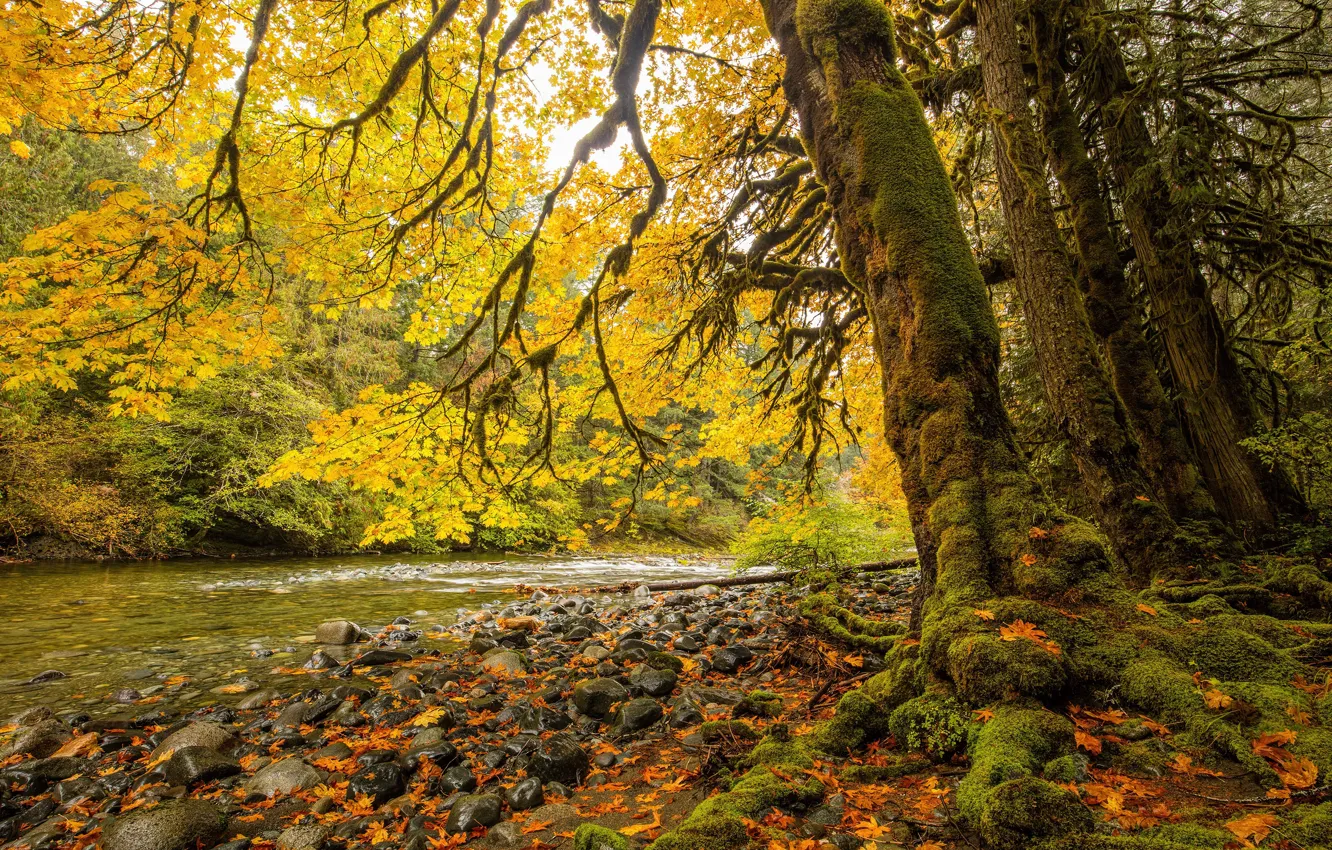 Photo wallpaper autumn, forest, leaves, trees, branches, stream, stones, branch