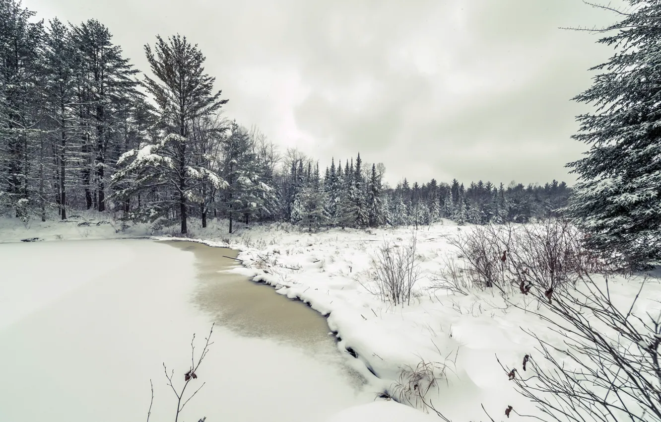 Photo wallpaper winter, forest, snow, nature
