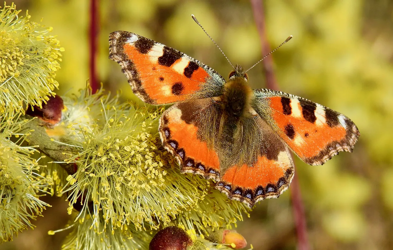 Photo wallpaper macro, butterfly, Verba