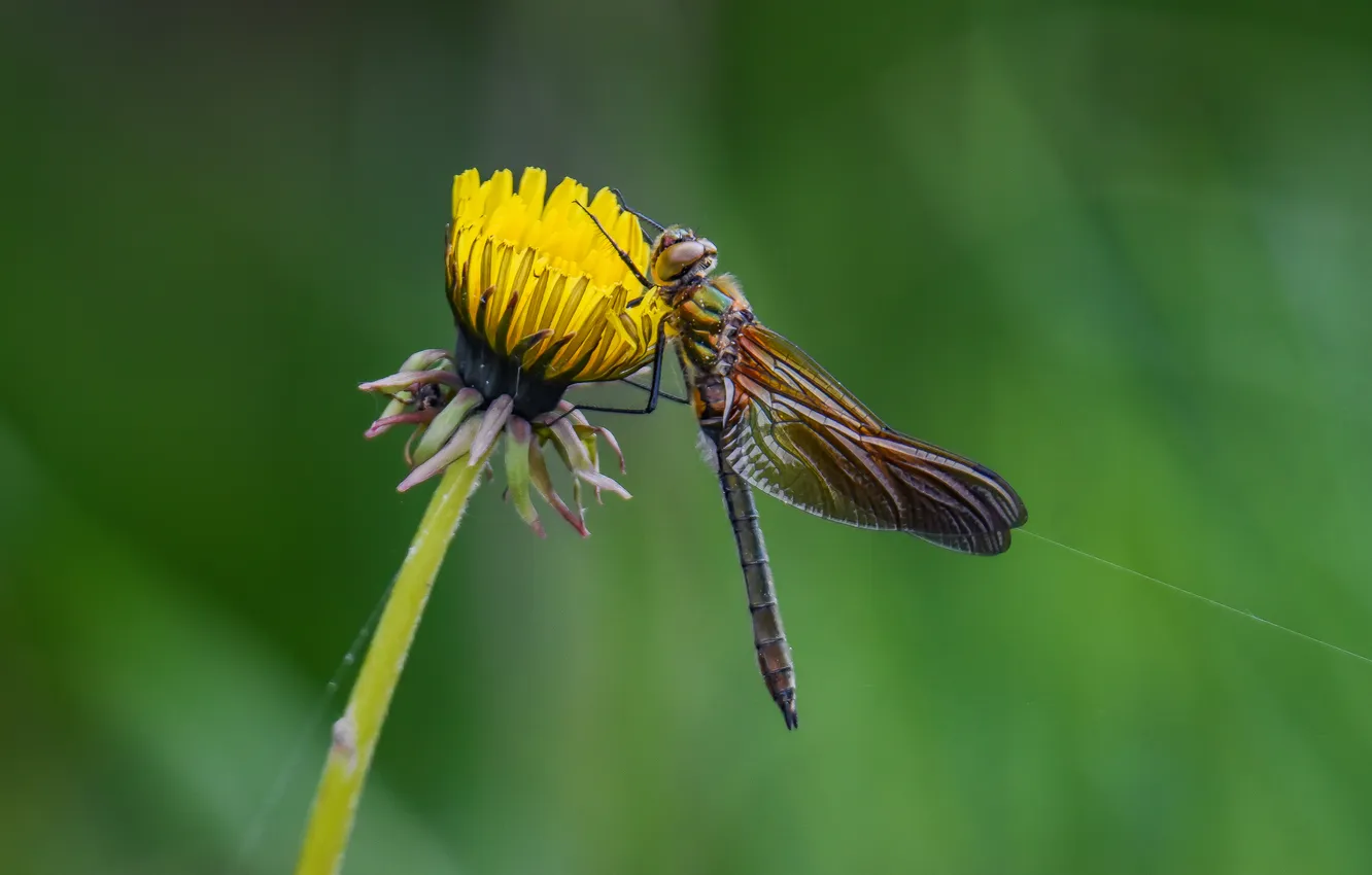 Photo wallpaper macro, nature, dragonfly, bokeh