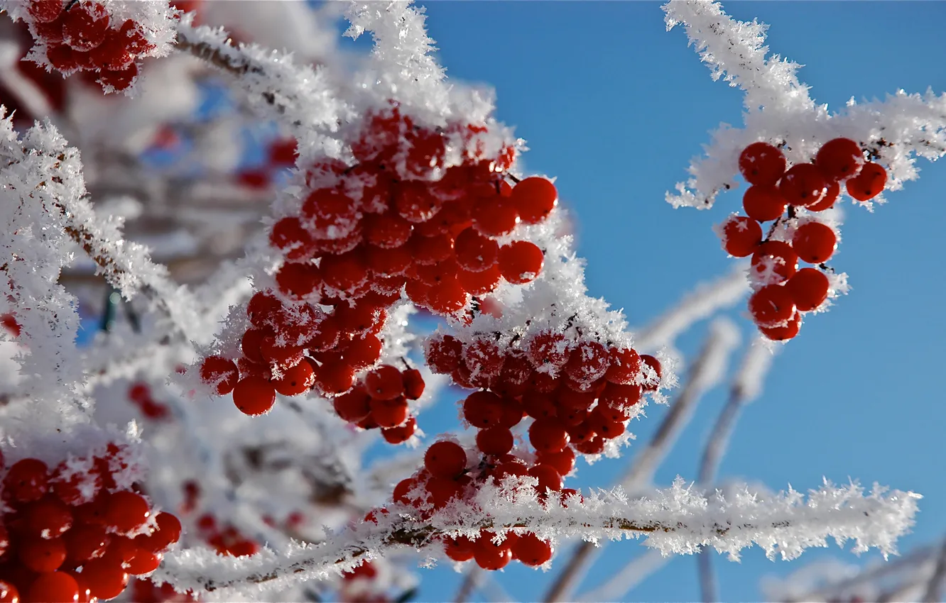Photo wallpaper frost, macro, snow, branches, berries