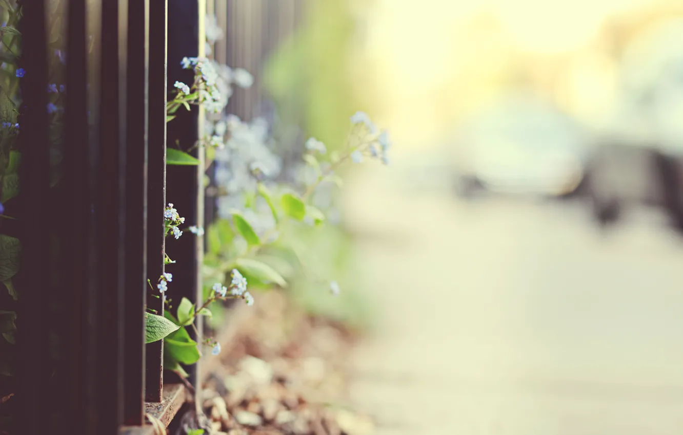 Photo wallpaper flowers, the fence, focus, fence, blur, grille, bokeh, forget-me-nots