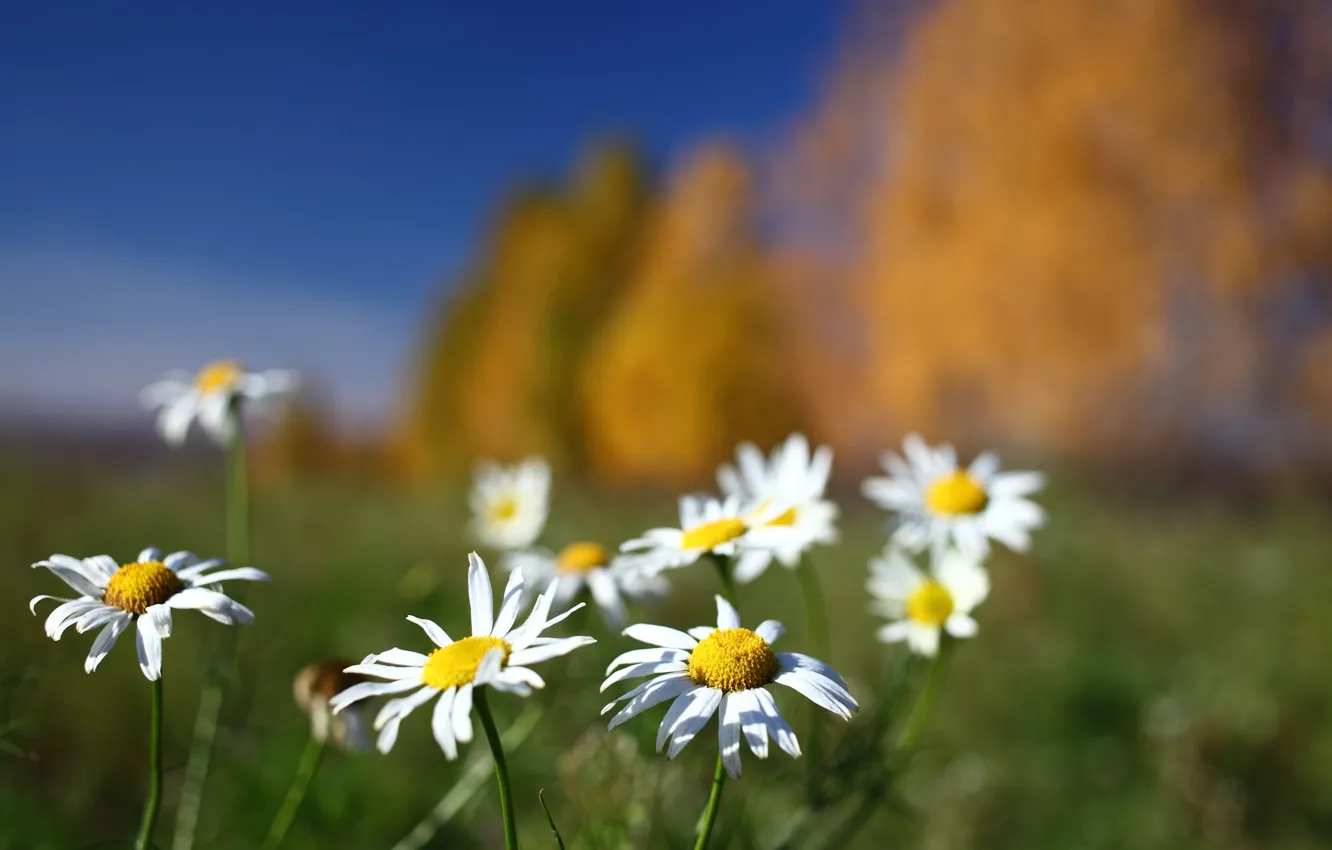 Photo wallpaper field, flowers, background, chamomile