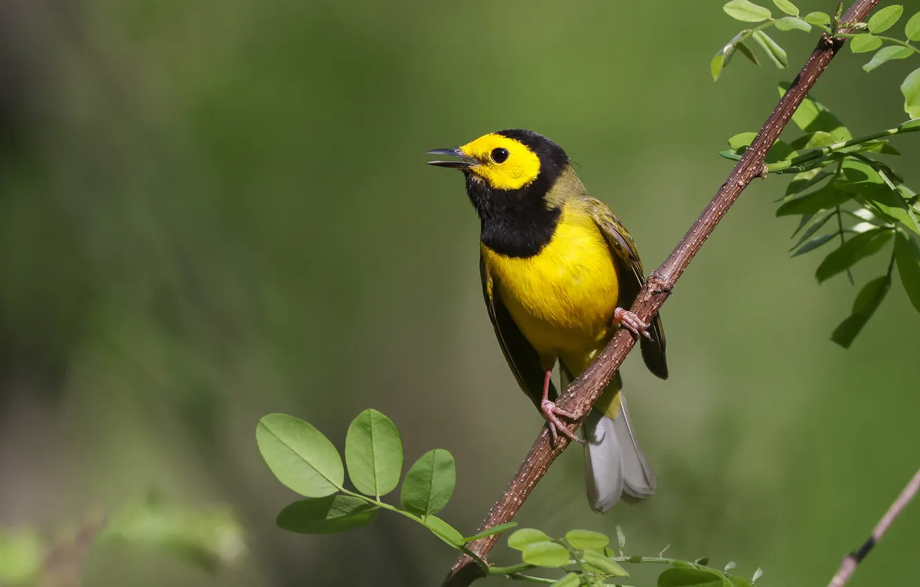 Photo wallpaper leaves, branches, yellow, bird, green background, Kapushona wilsonia, Canadian Wilsonia, Wilsonia
