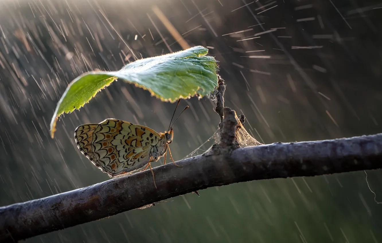 Photo wallpaper nature, umbrella, rain, butterfly, leaf, branch, Roberto Aldrovandi