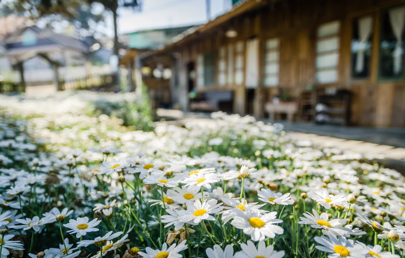 Photo wallpaper field, light, flowers, glade, home, chamomile, meadow, white