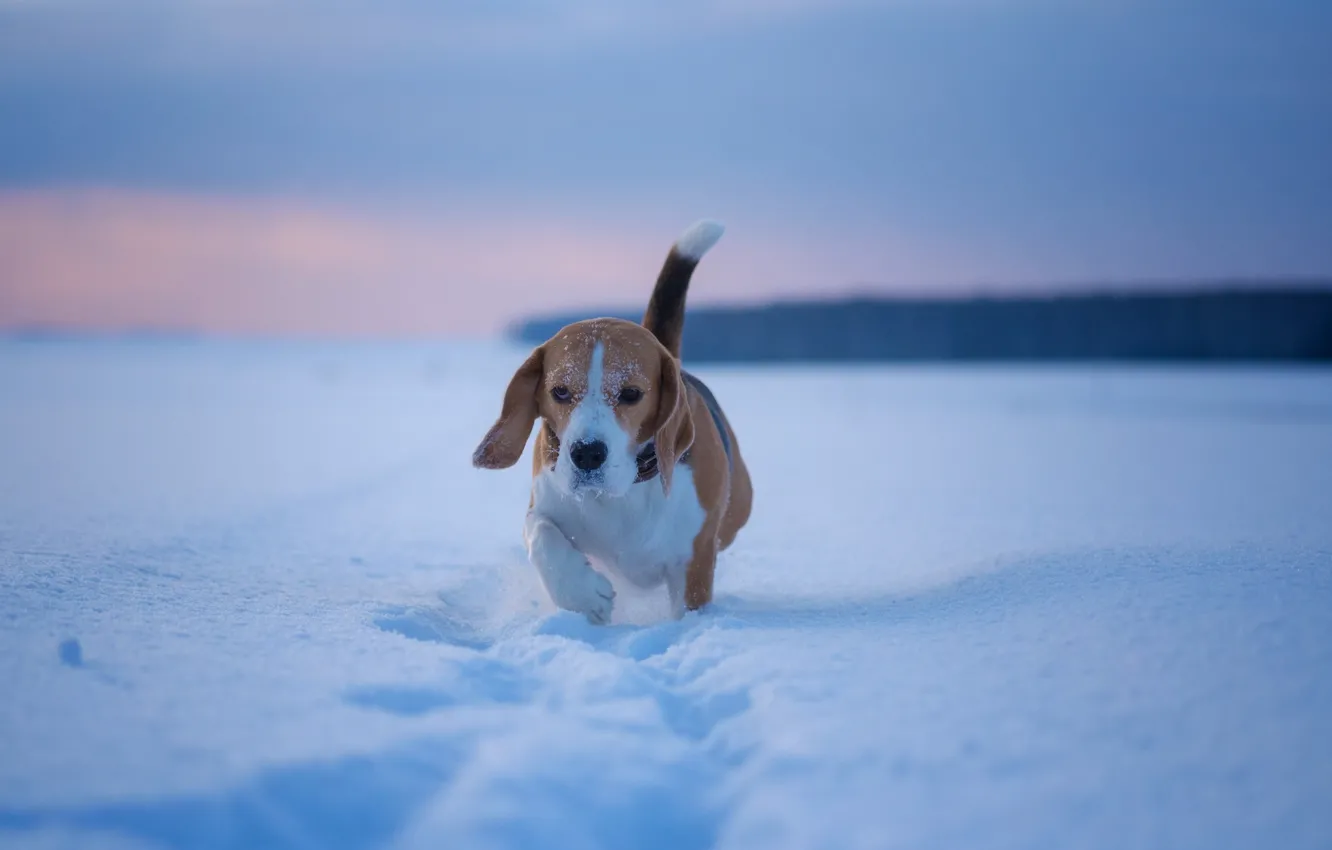 Photo wallpaper winter, snow, nature, puppy, dog