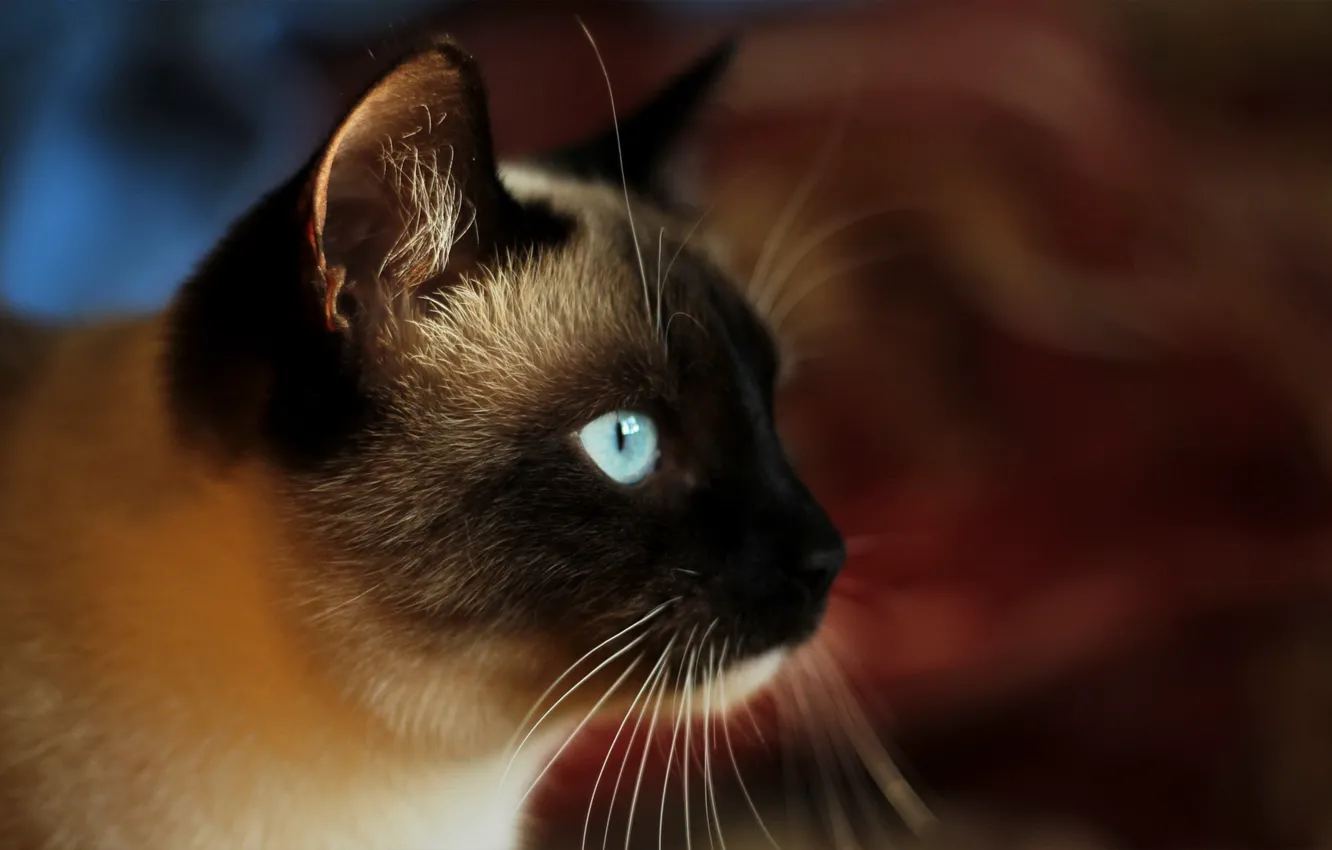 Photo wallpaper cat, look, face, Siamese cat