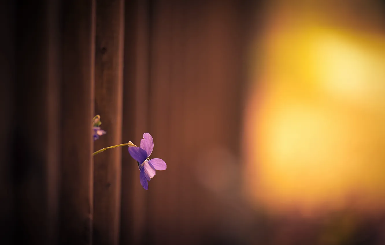 Photo wallpaper flower, light, background