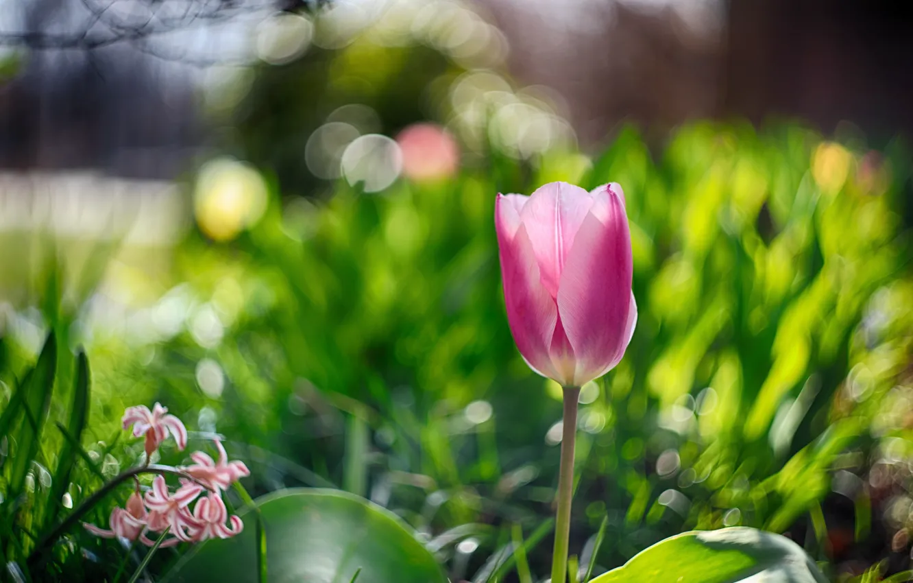 Photo wallpaper greens, leaves, light, flowers, spring, garden, tulips, pink