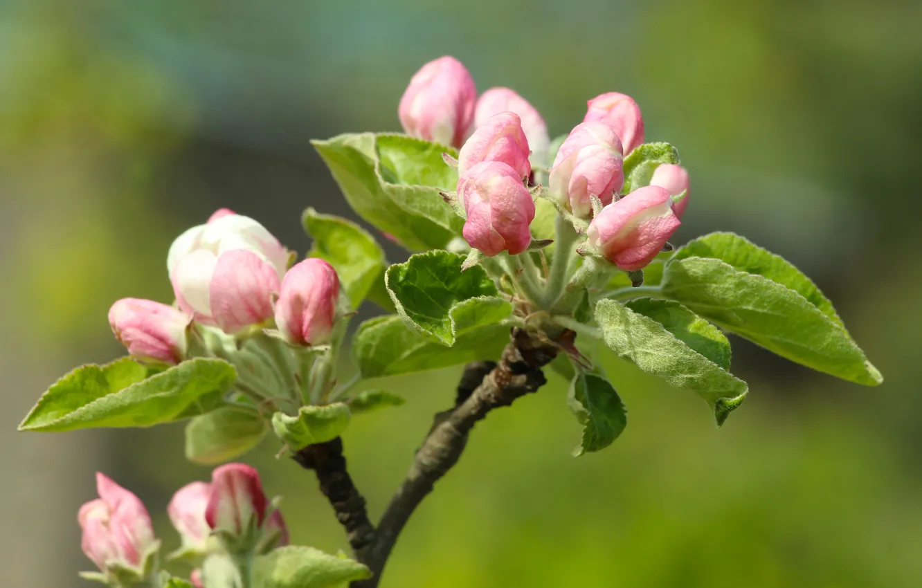 Photo wallpaper flower, spring, twig