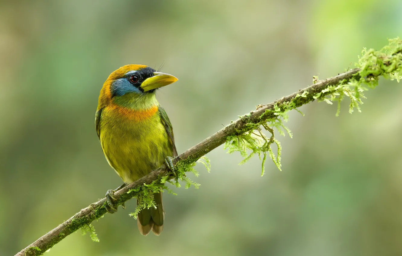 Photo wallpaper birds, branch, Andean, eubucco
