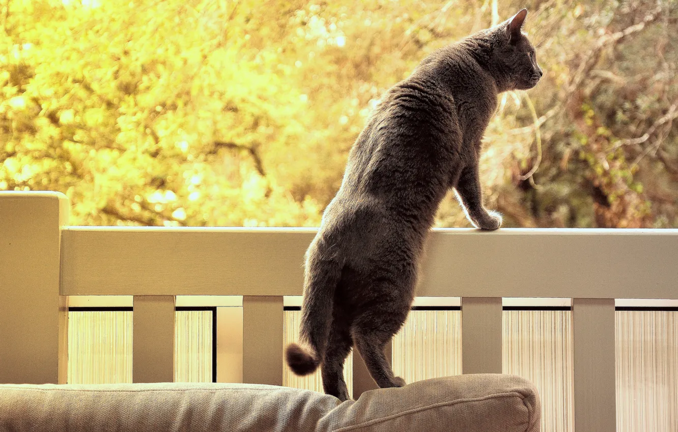 Photo wallpaper cat, cat, nature, grey, background, railings, is, looks
