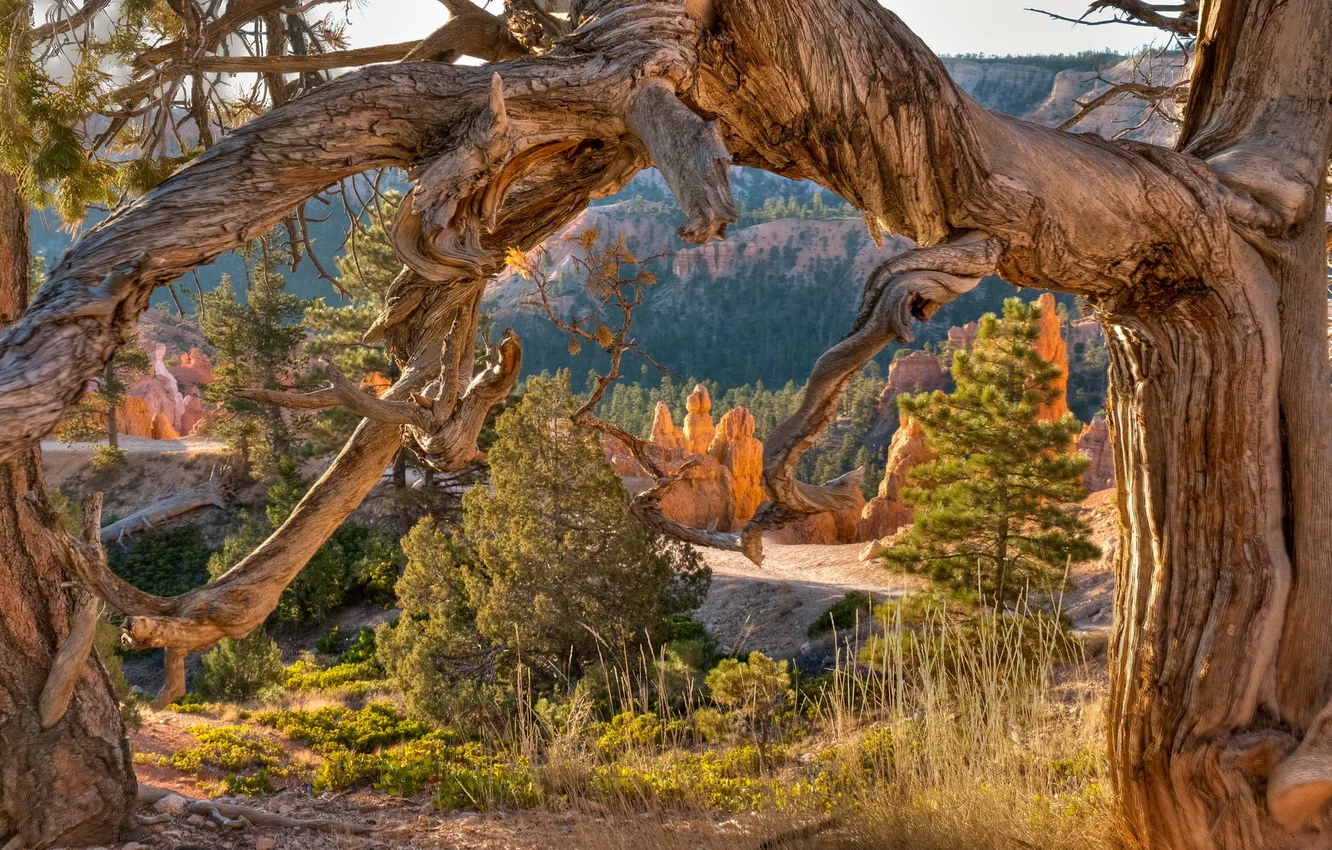 Photo wallpaper USA, canyon, parks, Utah., Bryce