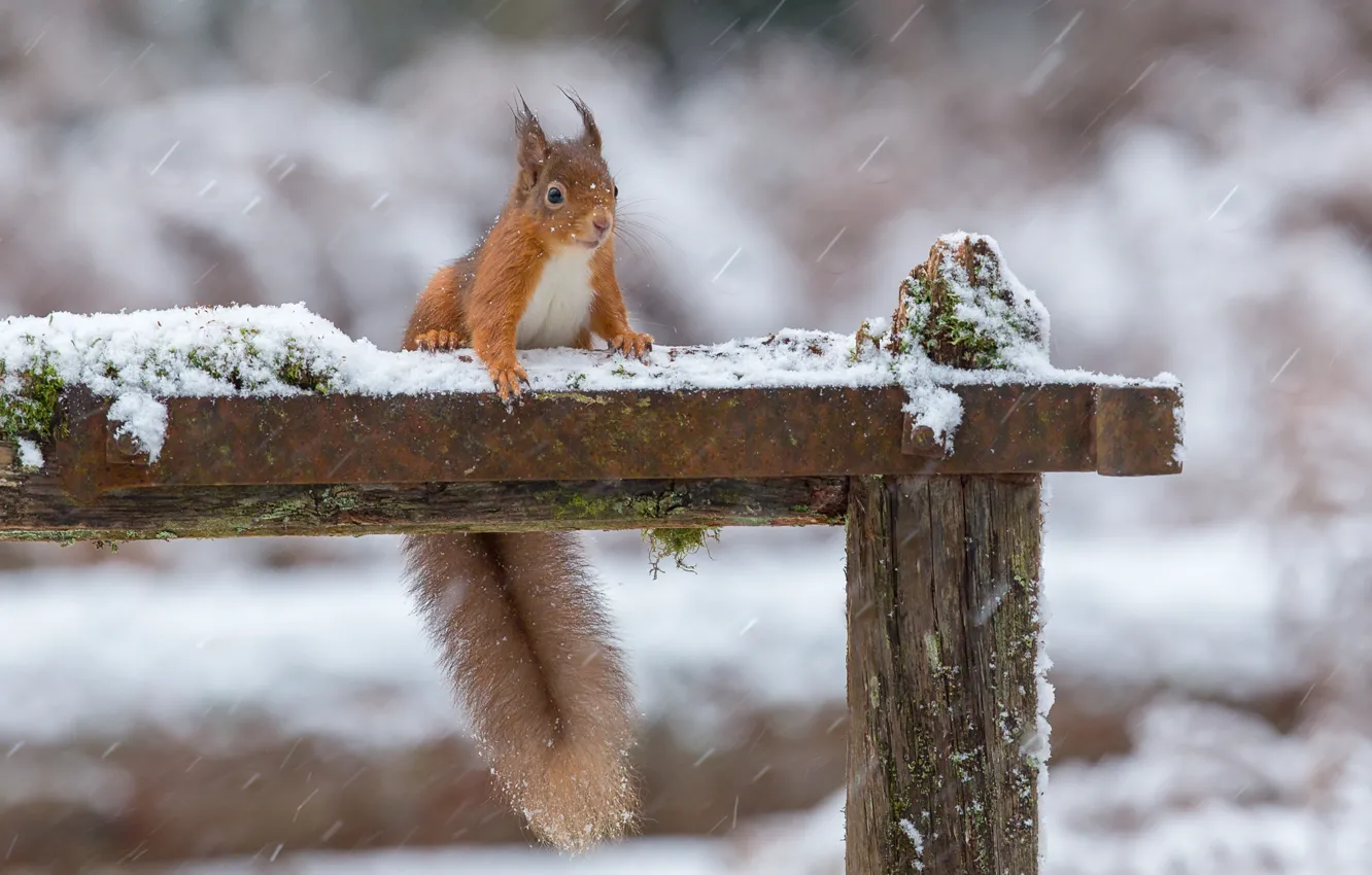 Photo wallpaper winter, snow, protein, tail, red