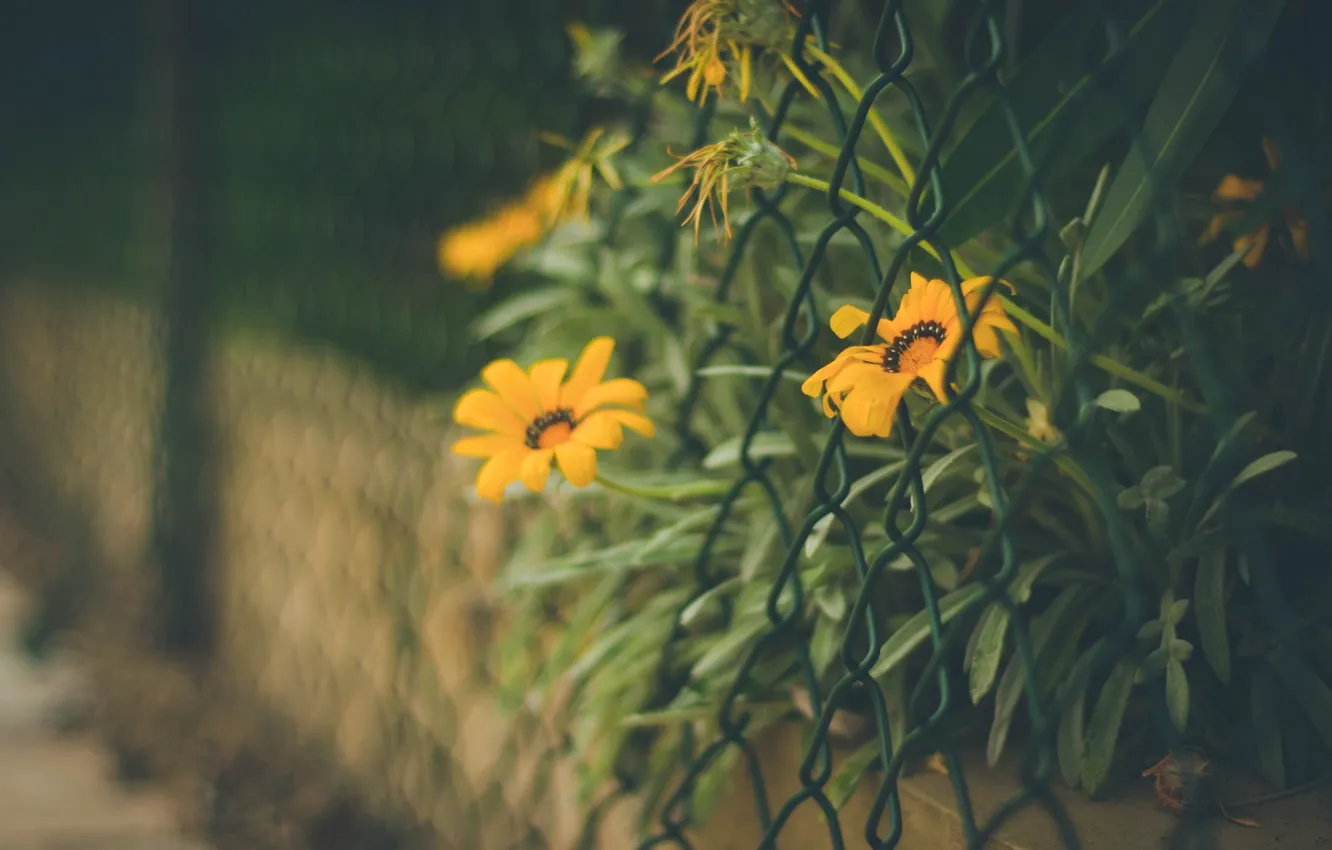 Photo wallpaper leaves, flowers, orange, background, mesh, widescreen, Wallpaper, the fence