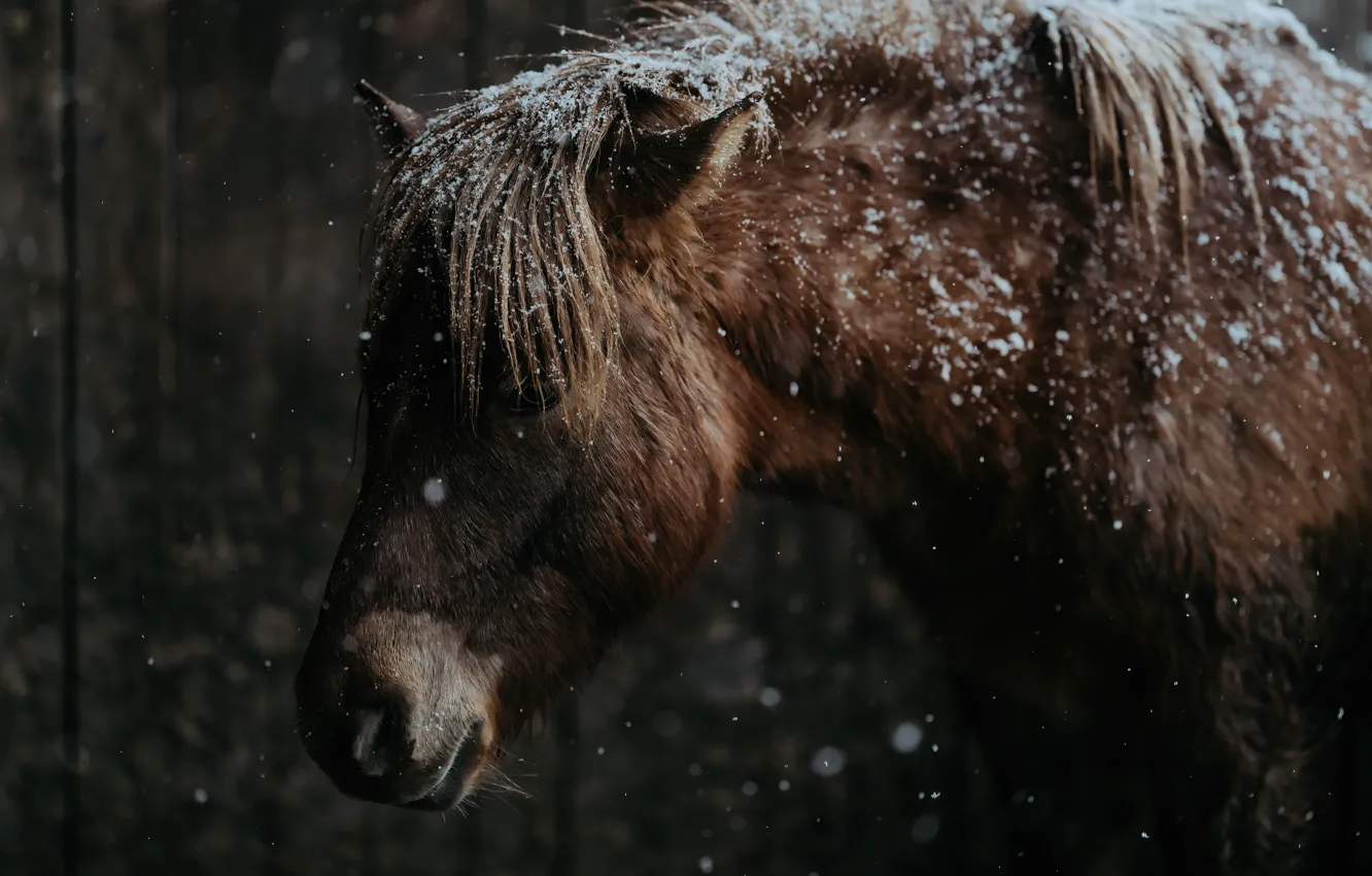 Photo wallpaper winter, horse, horse, portrait