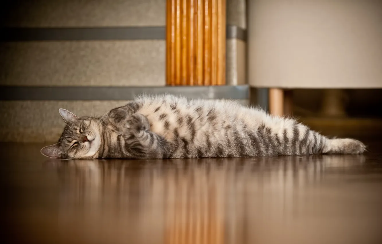 Photo wallpaper cat, sleep, paws, floor, lies