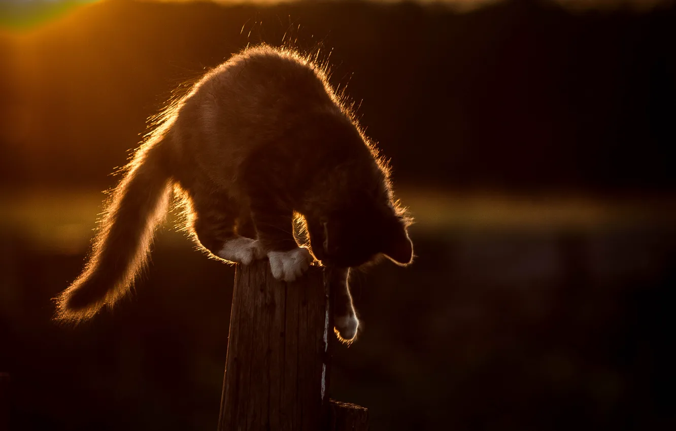 Photo wallpaper cat, light, the fence, the evening, silhouette, kitty