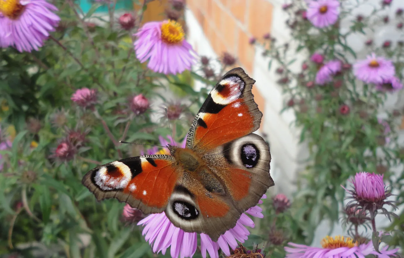 Photo wallpaper macro, flowers, butterfly