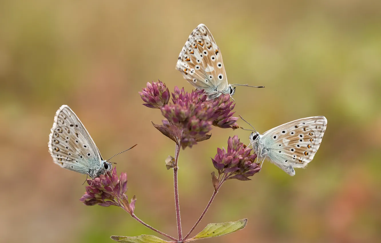 Photo wallpaper macro, butterfly, background, trio