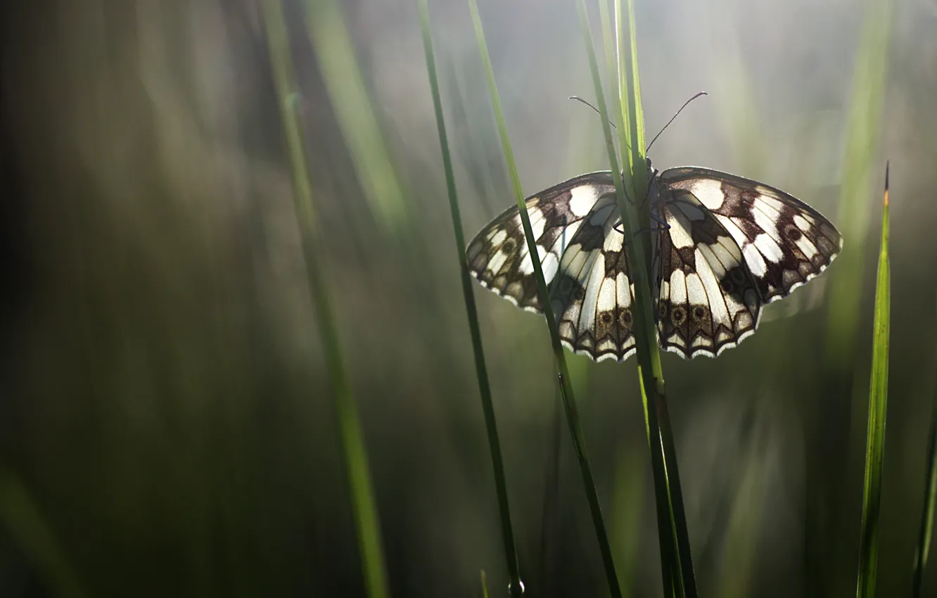 Photo wallpaper grass, macro, butterfly, insect, Wallpaper from lolita777