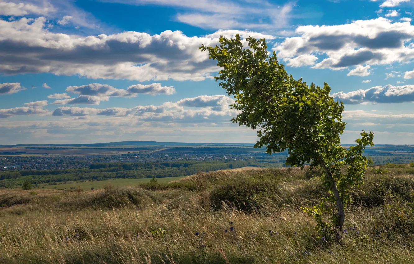 Photo wallpaper field, summer, the sky, grass, clouds, trees, blue, the wind