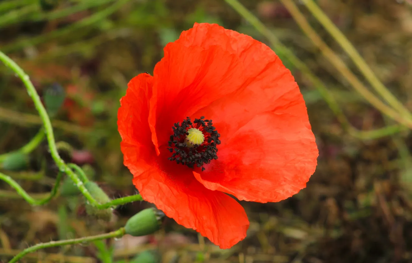 Photo wallpaper red, flower, poppy