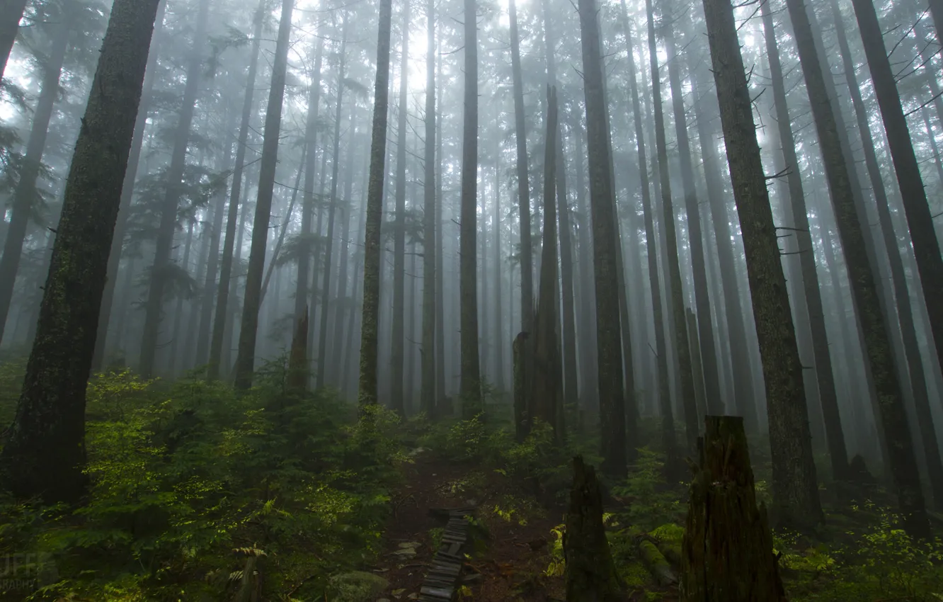 Photo wallpaper forest, trees, nature, fog, Canada, Vancouver, Canada, Vancouver