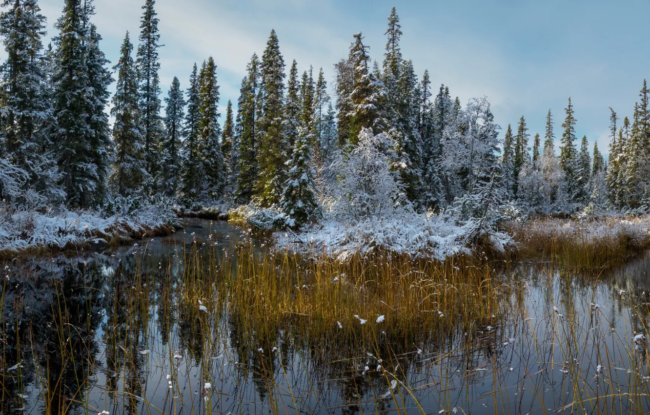 Photo wallpaper autumn, forest, snow, nature