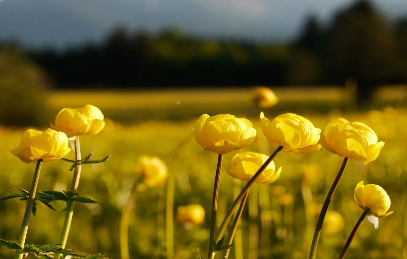 Photo wallpaper field, forest, flowers, nature