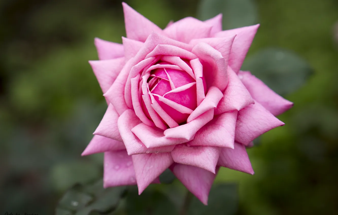 Photo wallpaper macro, background, roses, petals