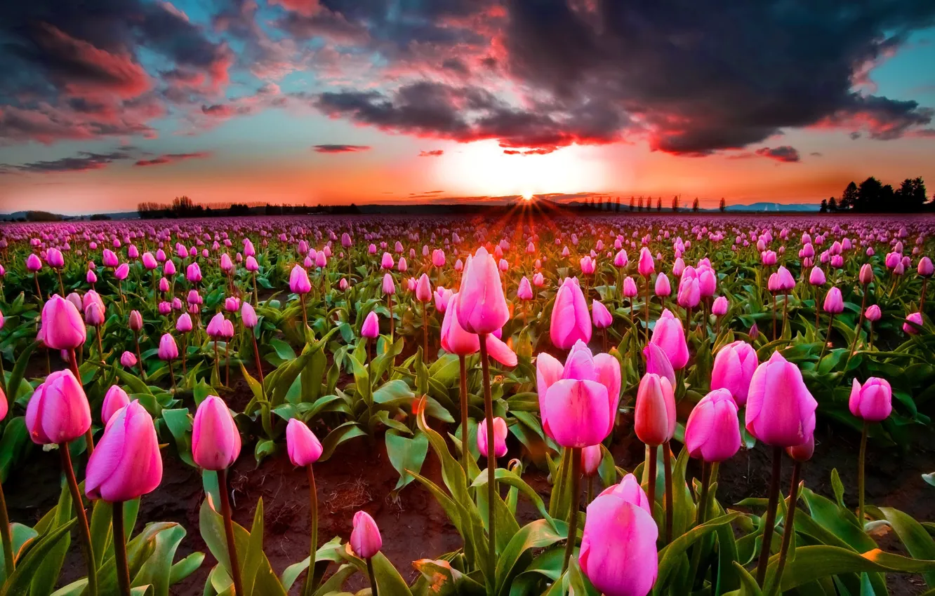 Photo wallpaper field, the sun, sunset, flowers, clouds, bright, tulips, pink