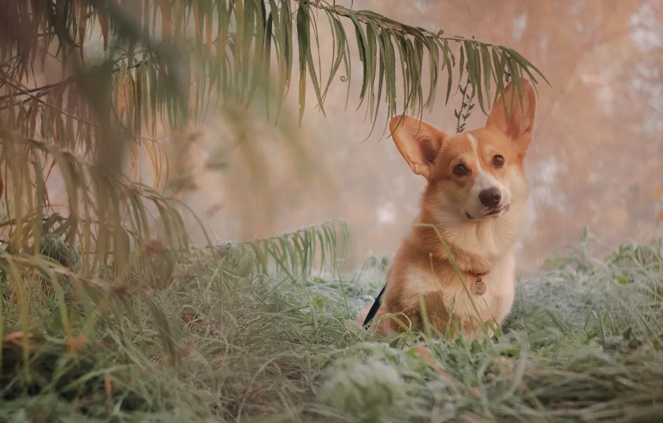 Photo wallpaper grass, look, branches, dog, ears, face, doggie, Welsh Corgi