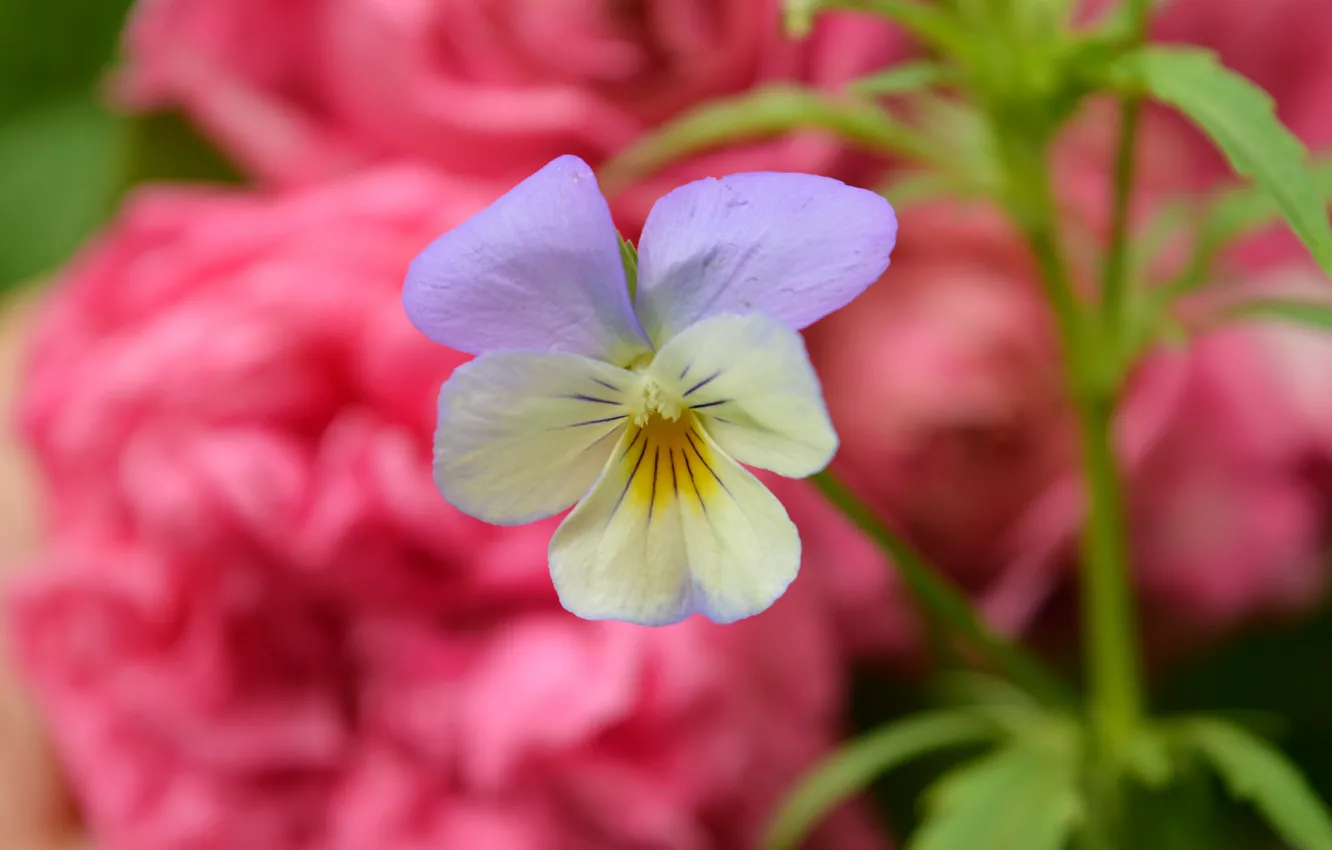 Photo wallpaper Spring, Flower, Spring, Bokeh, Bokeh, Viola tricolor, Flower