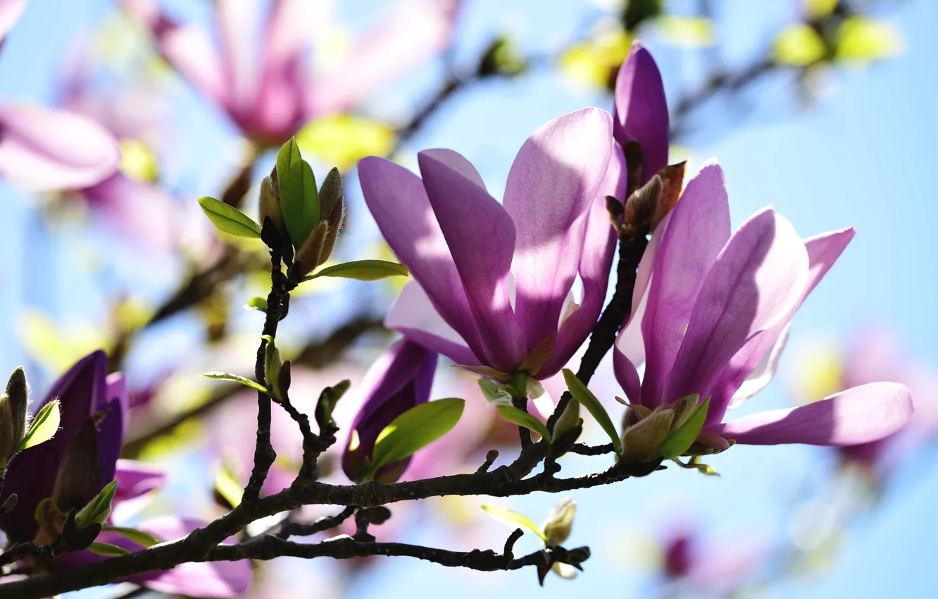 Photo wallpaper macro, pink, branch, spring, Bud, Magnolia