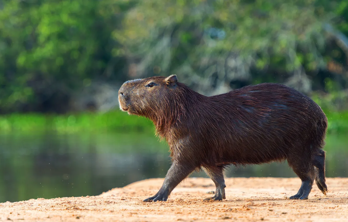 Photo wallpaper shore, profile, walk, pond, the capybara, Vdovenko