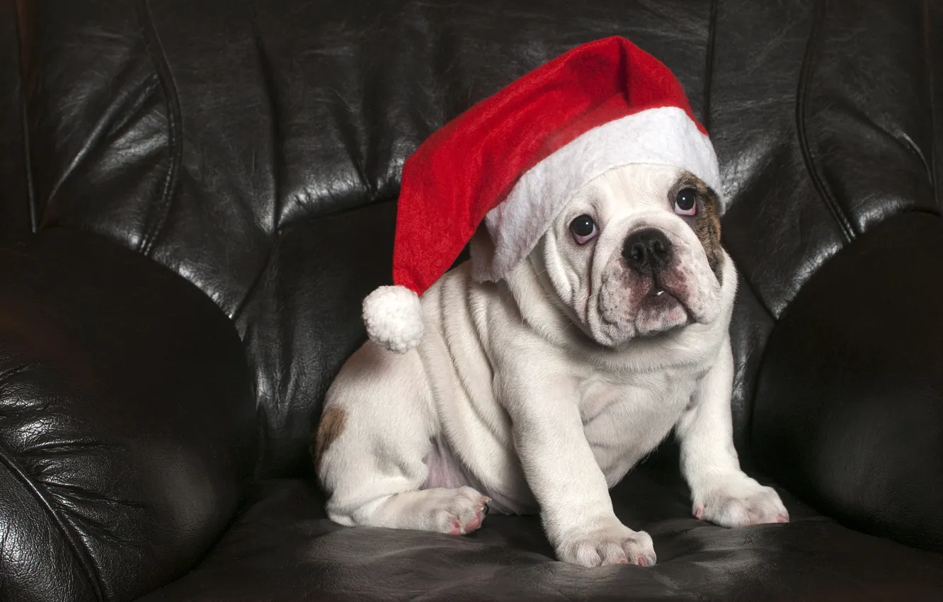 Photo wallpaper white, look, pose, new year, dog, chair, baby, Christmas