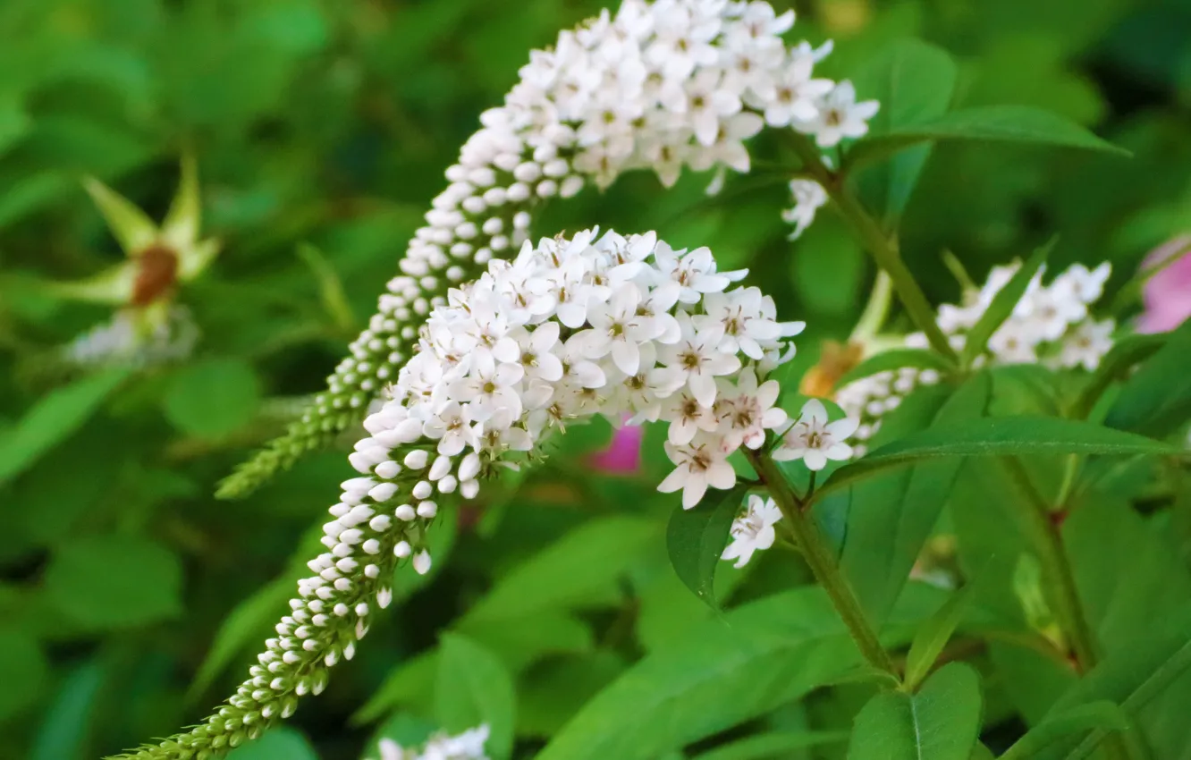 Photo wallpaper Spring, Flowering, White flowers