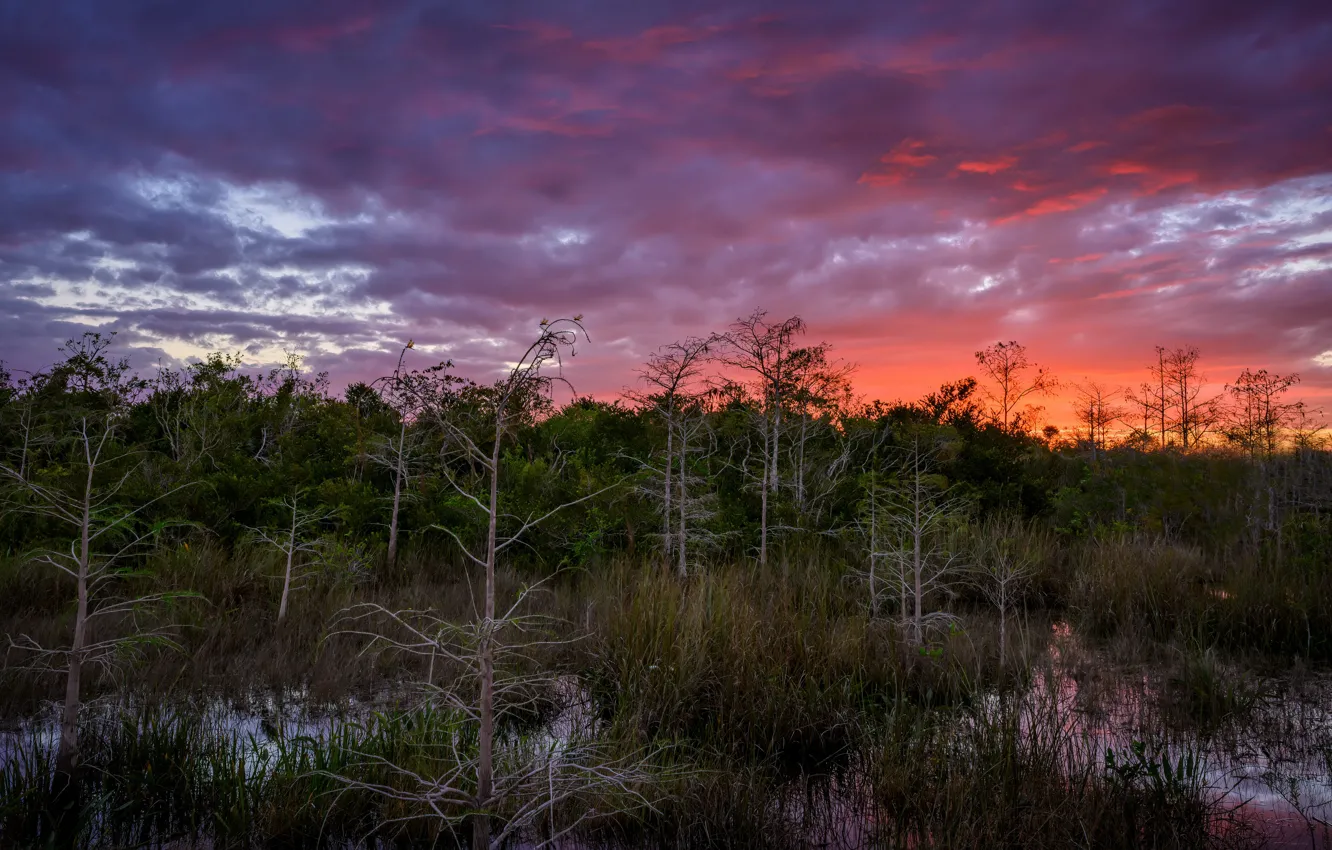 Photo wallpaper forest, sunset, nature