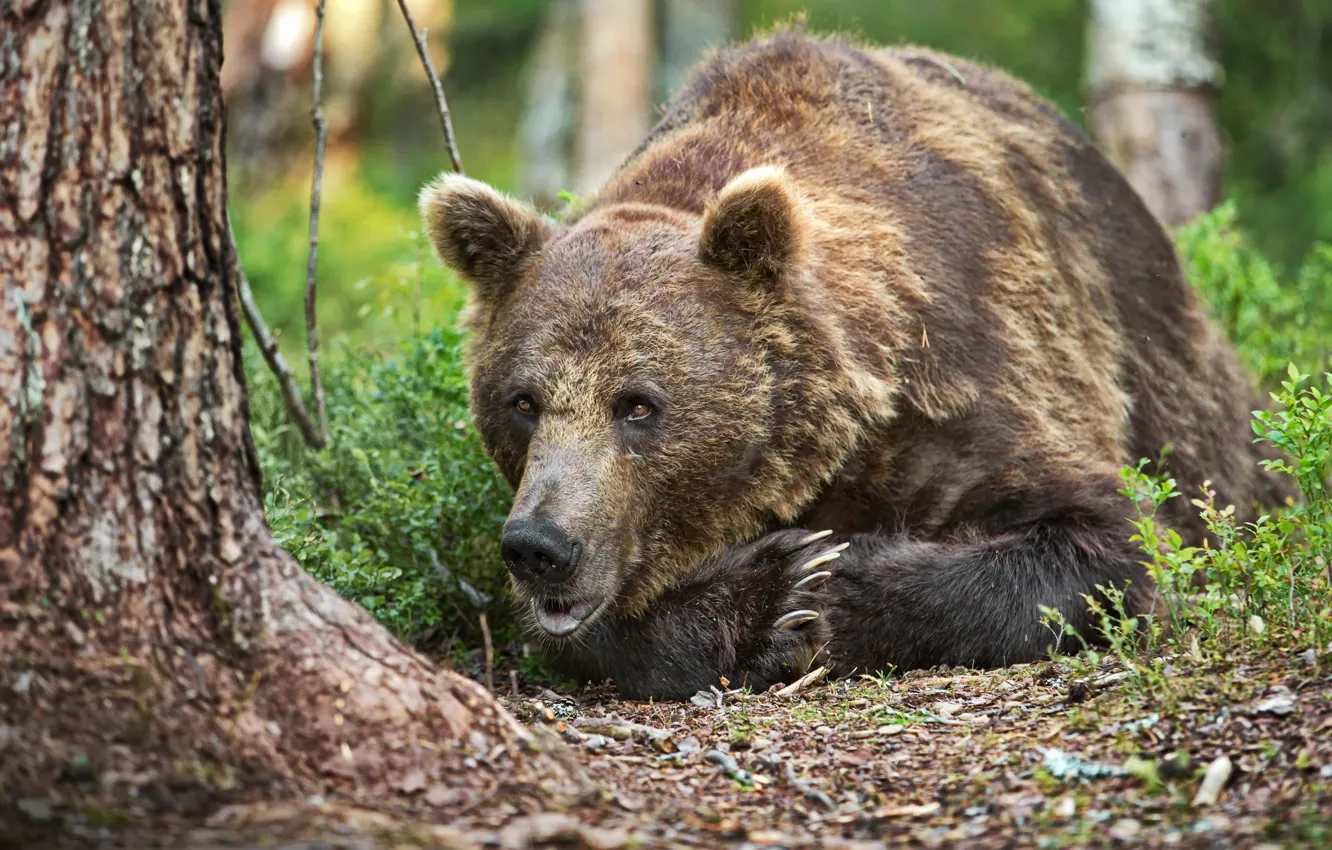 Photo wallpaper forest, nature, animal, predator, bear, brown, Alexander Perov