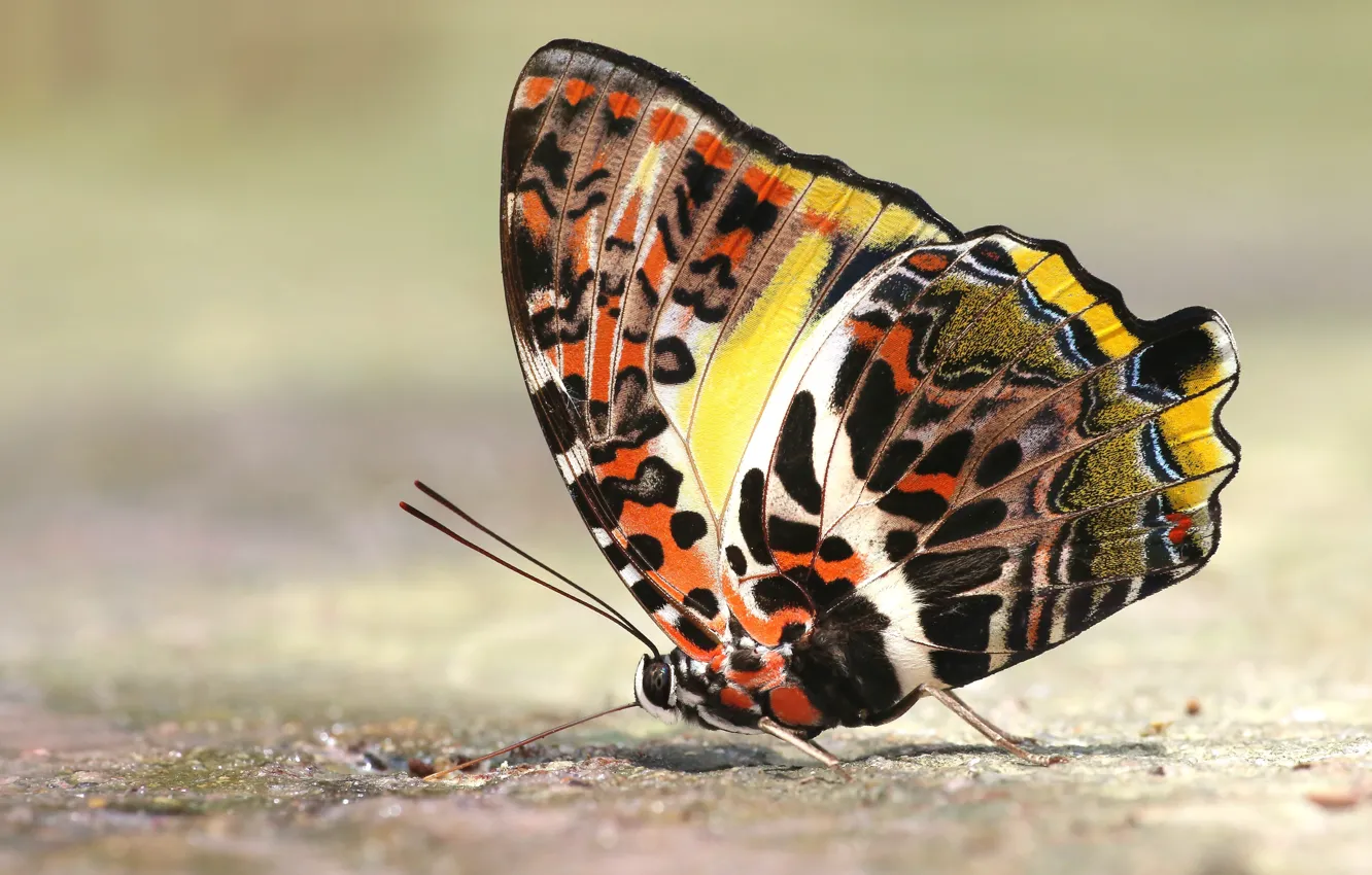 Photo wallpaper macro, background, pattern, butterfly, insect, wings, colorful